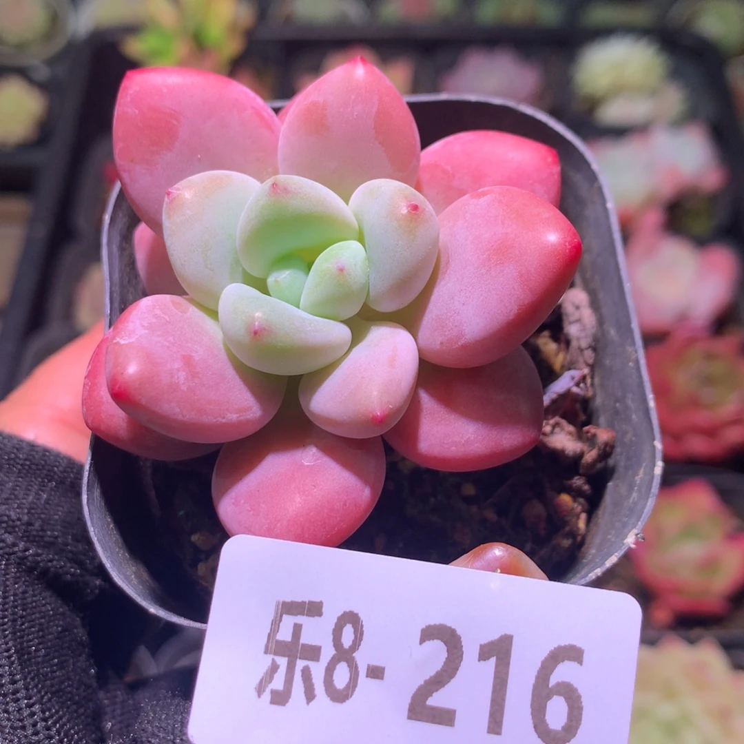 乐然 8-216 洛神单头