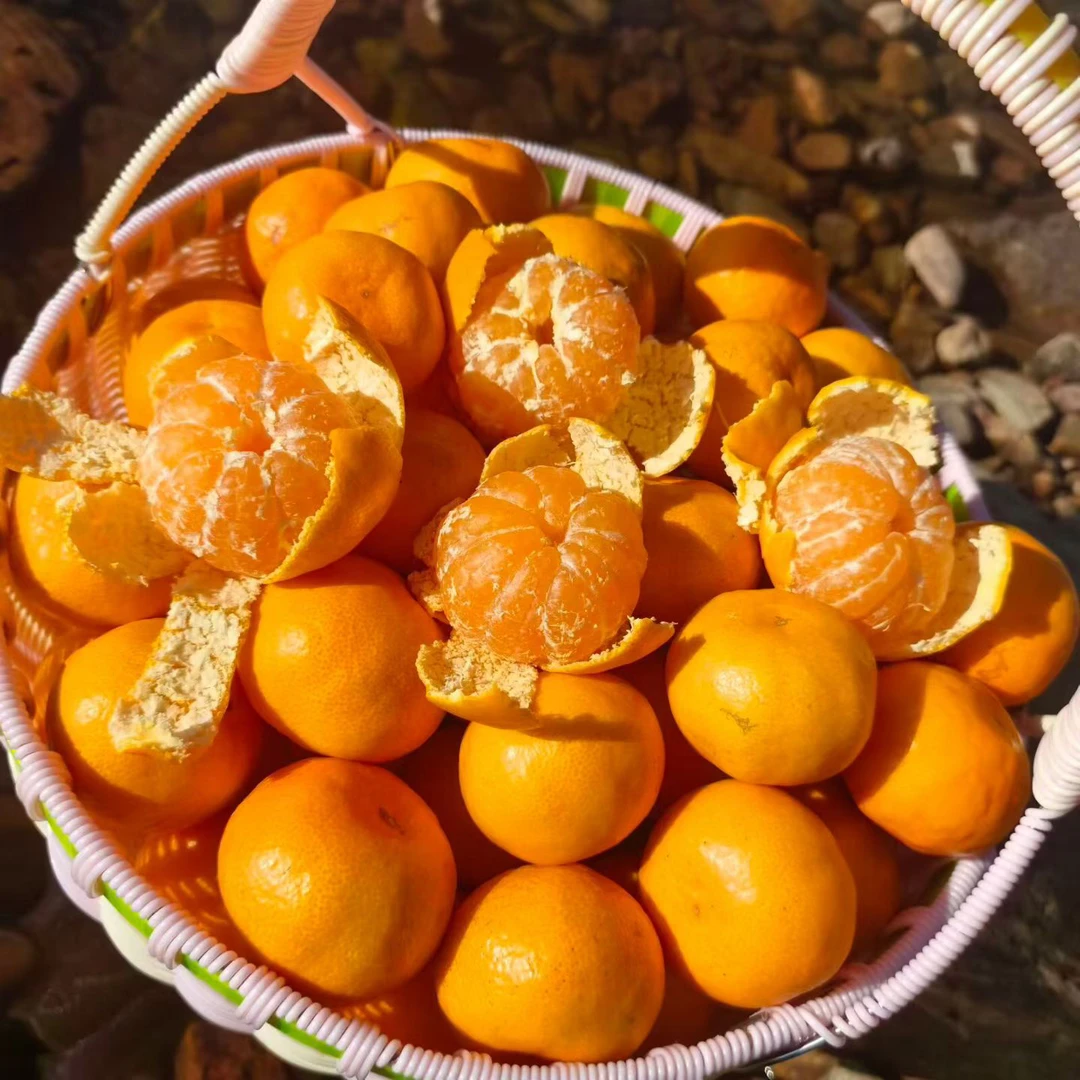 【农户直发】涌泉蜜桔新鲜采摘当季水果