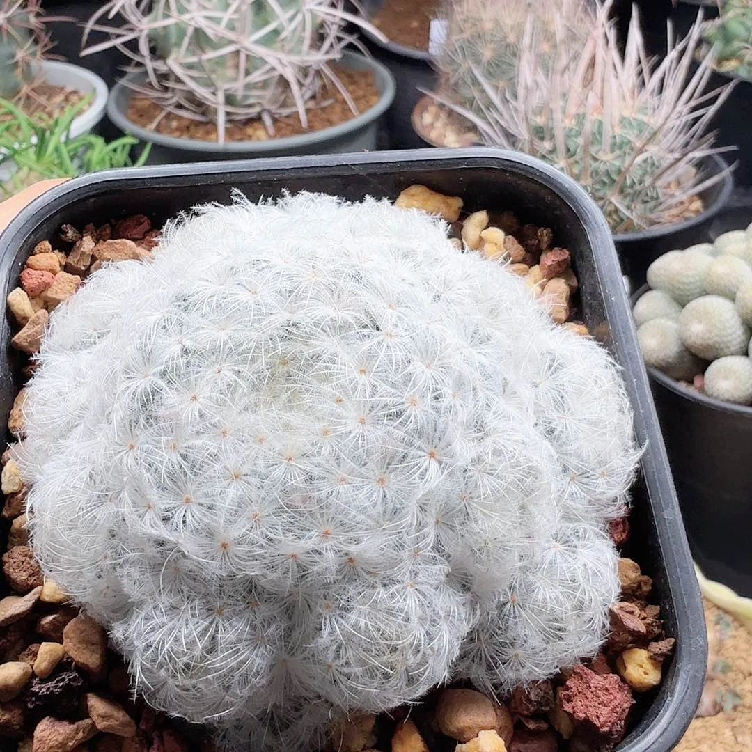 鹤丽羽白星脱土发货