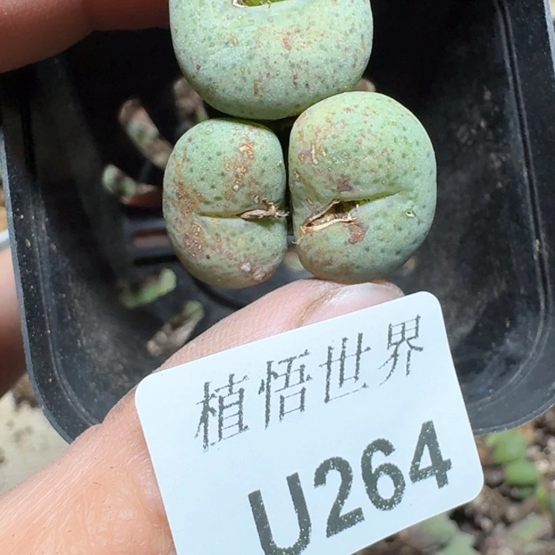 264盒多肉植物哇cv v