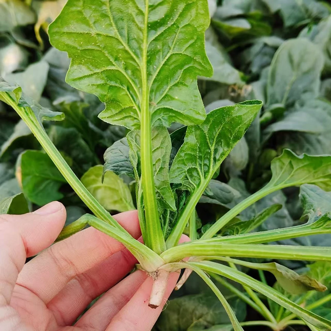 油菜苔。，农农自己种的