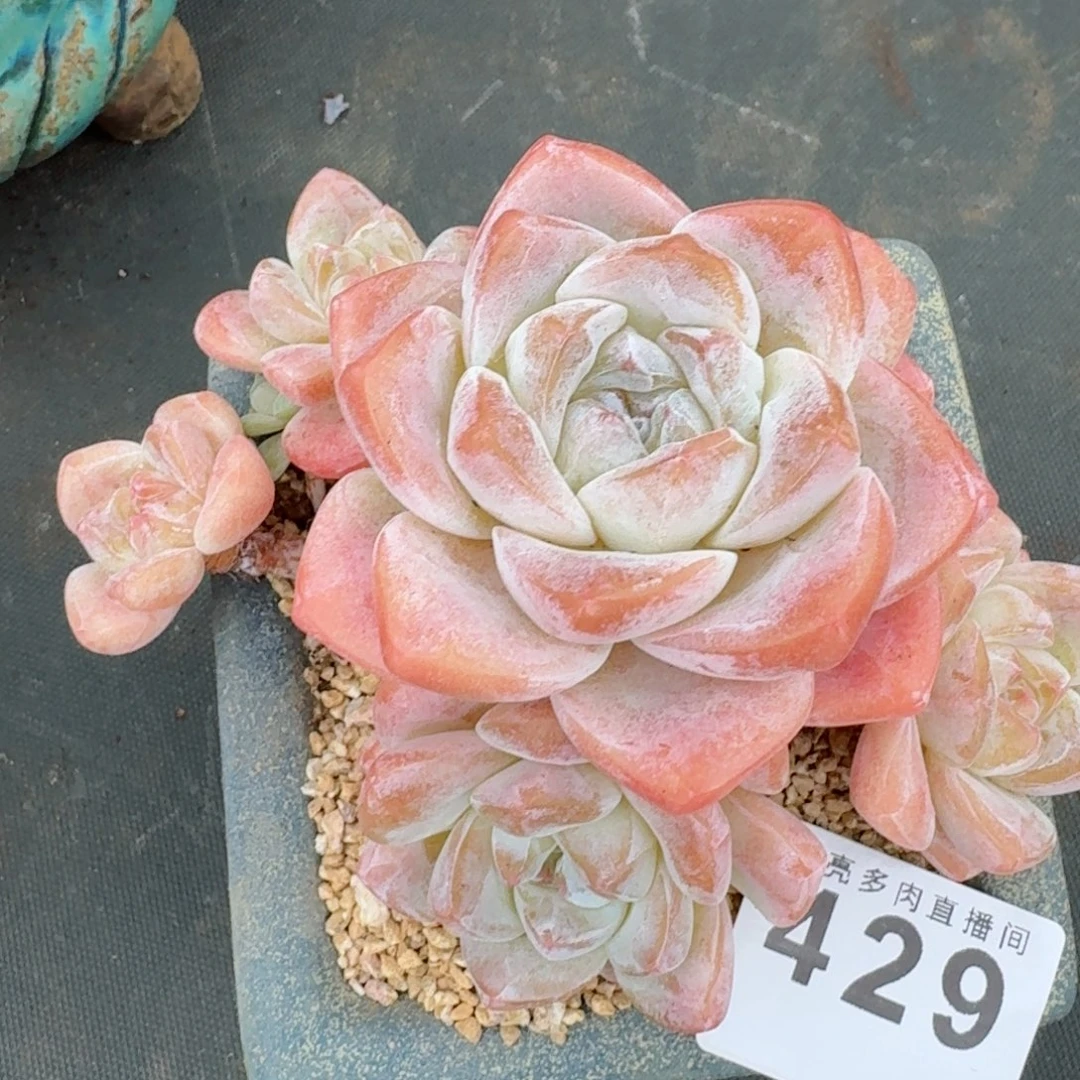 老桩冰玉群生      愿你一路坦途，乘风破浪展宏图