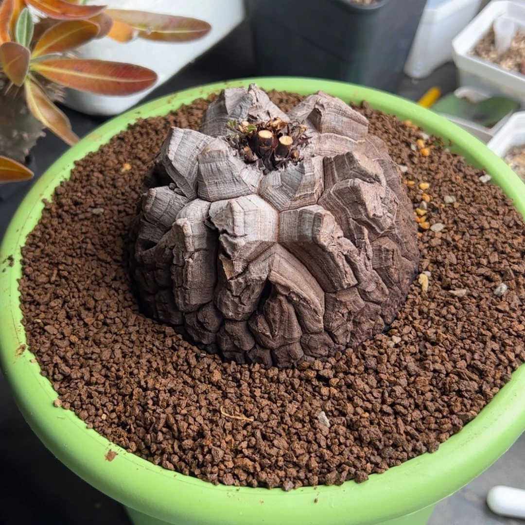 躬***矣0112号龟甲龙 多肉植物