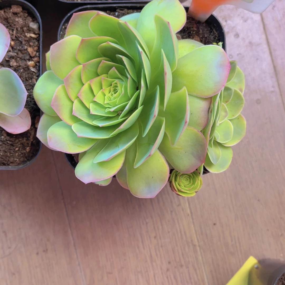 丫***呀单品一物一拍350号二月会员领取