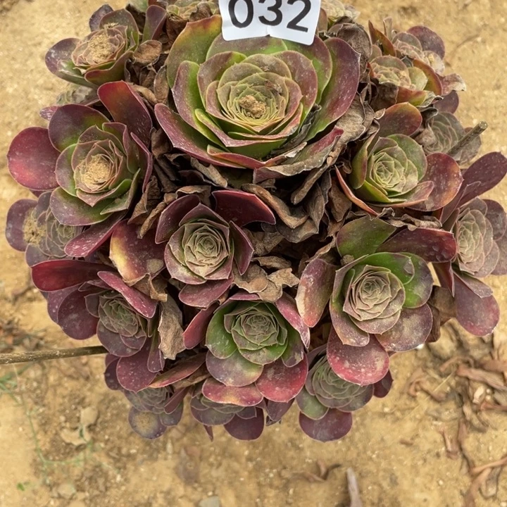 无花朵032多肉植物魅金玫瑰