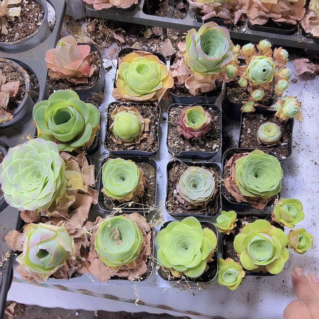 玫瑰组合16个多肉植物
