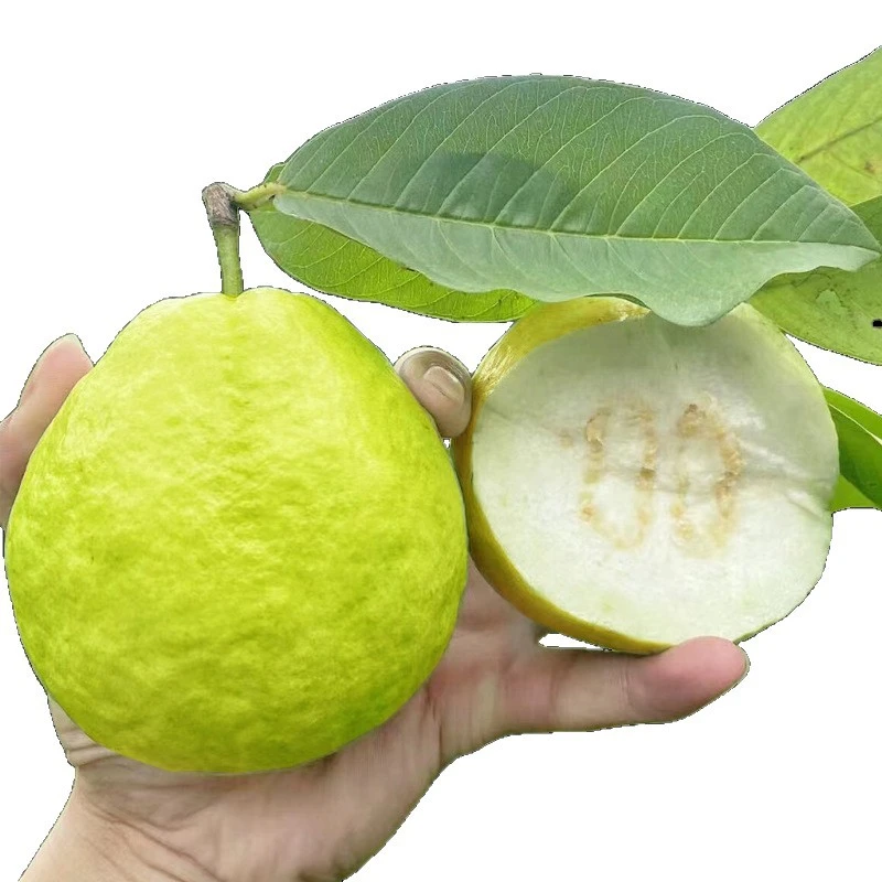 【白心芭乐】新鲜应季白心芭乐脆甜多汁富含维C的水果试吃