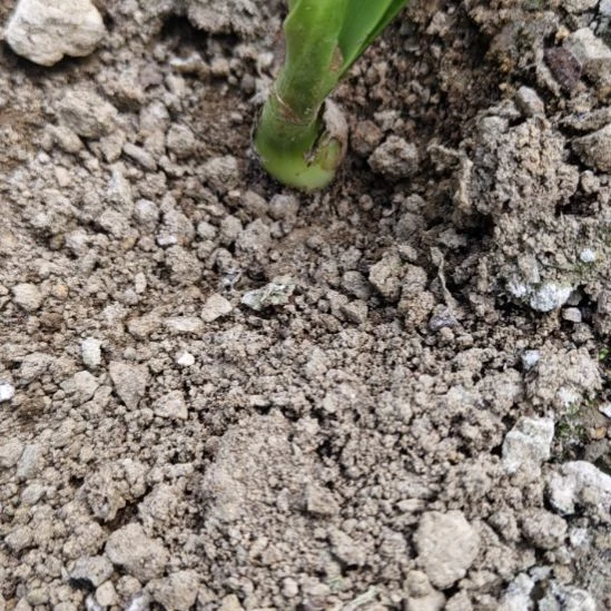 完全开放sv11侧球1.6左右