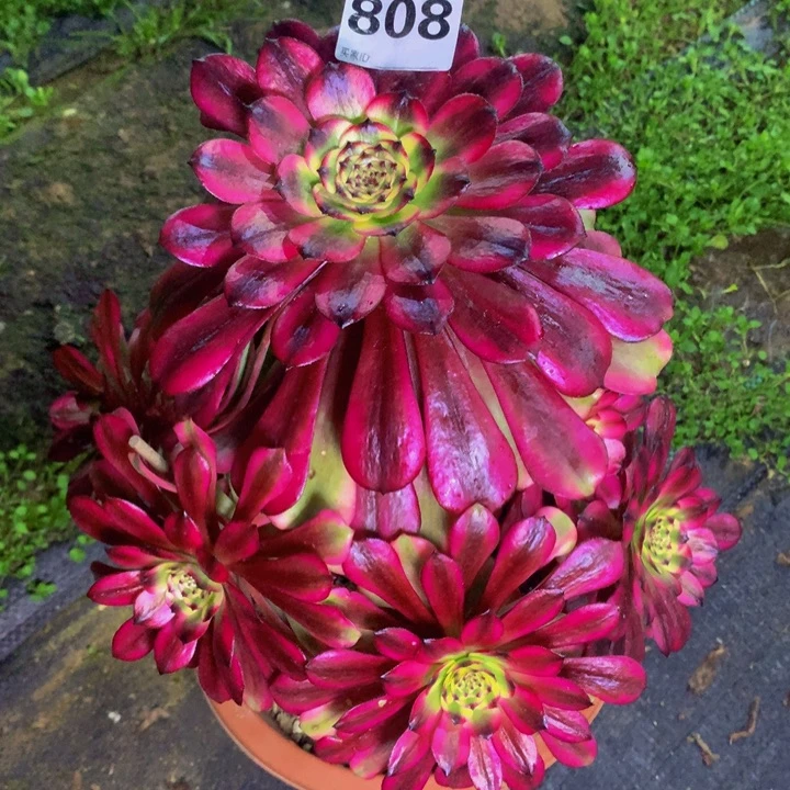 米***）无花朵美肌80800000000