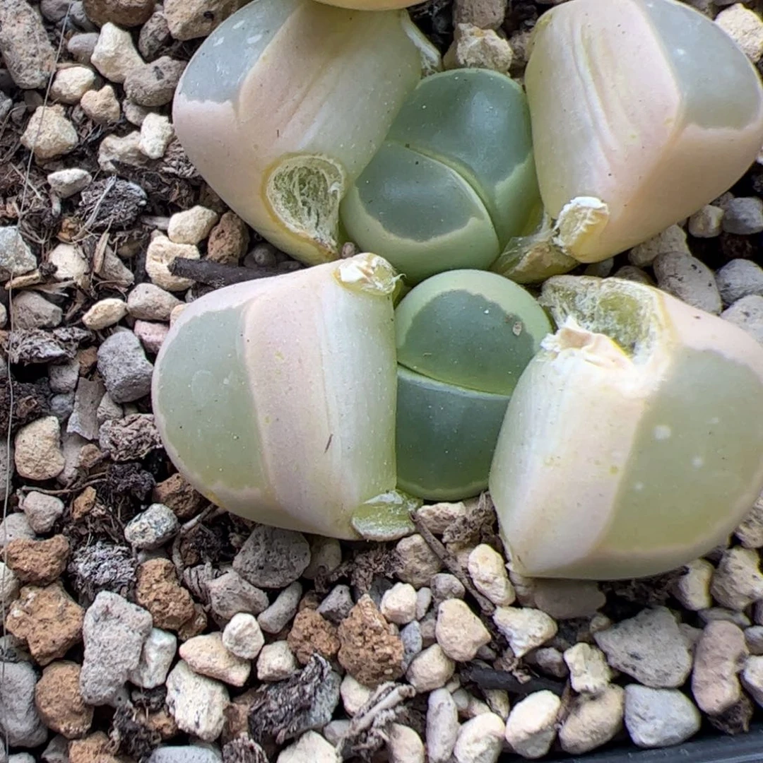 0526号橄榄 多肉植物