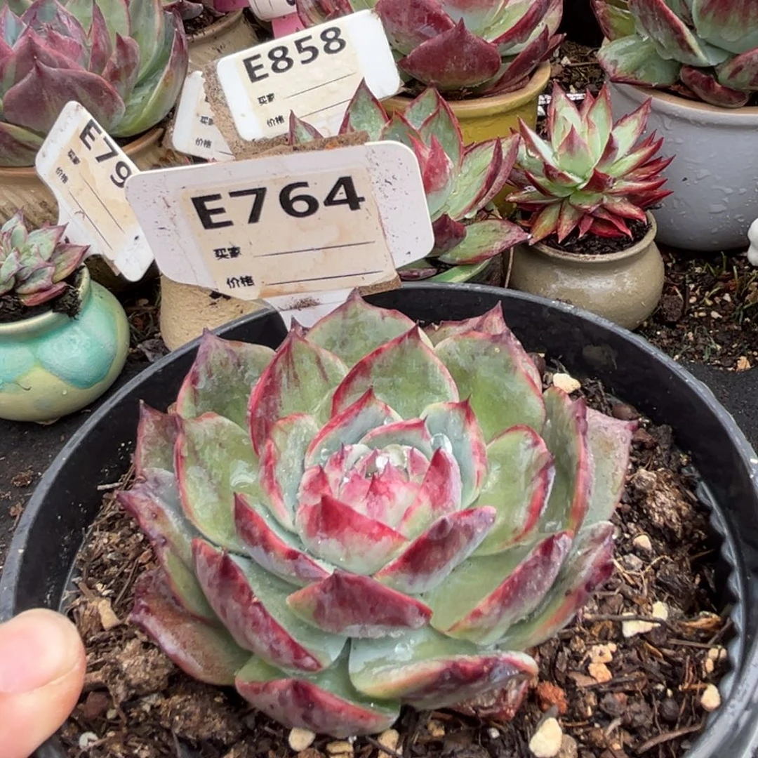 黑红拉丝惊鸿一瞥多肉植物764