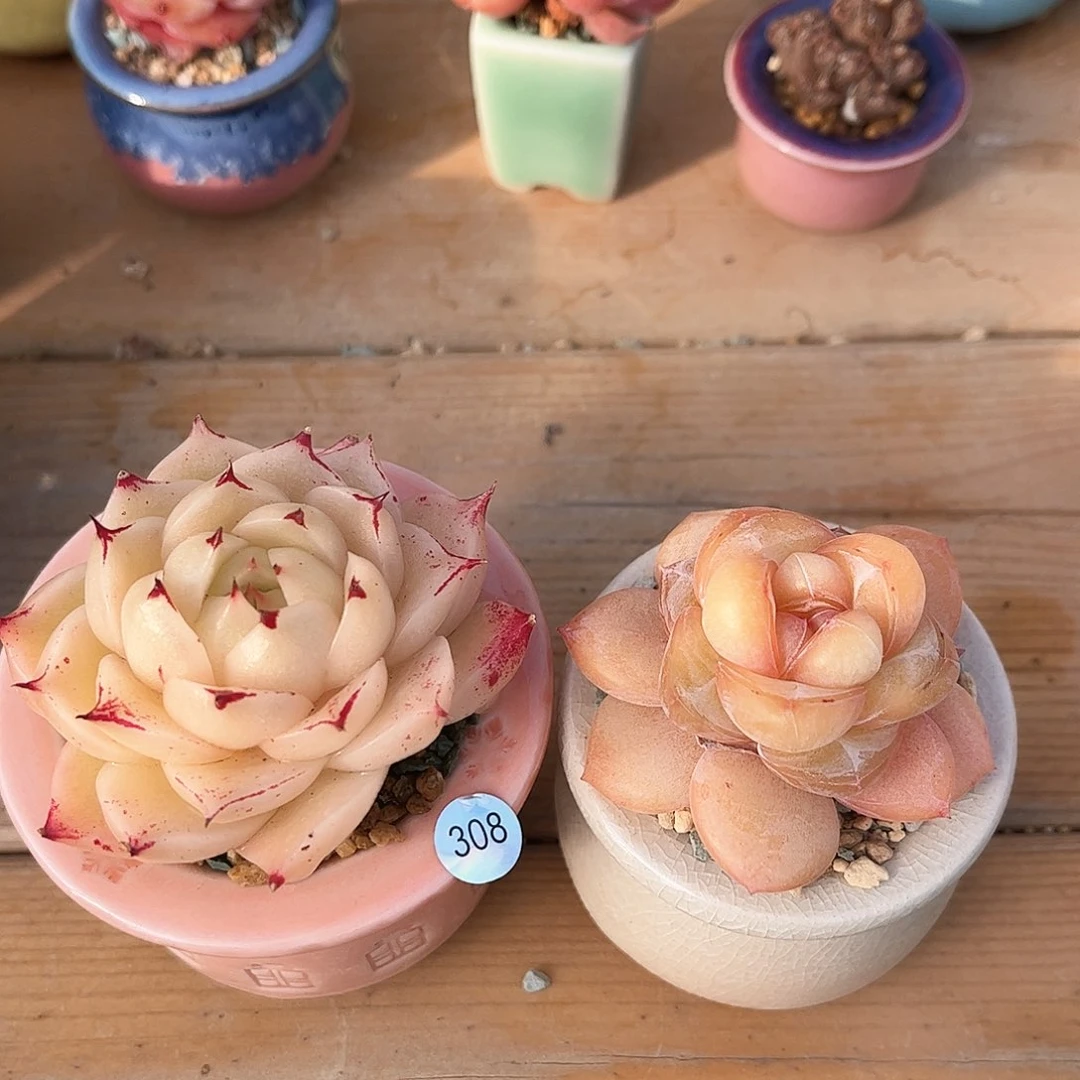 喜*308多肉多肉含盆土30元包邮除偏远