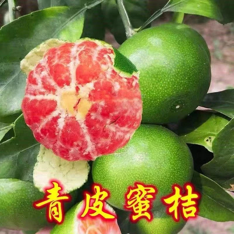 特早熟青皮蜜桔日南一号嫁接橘子树苗南方北方耐寒果树苗盆栽桔子
