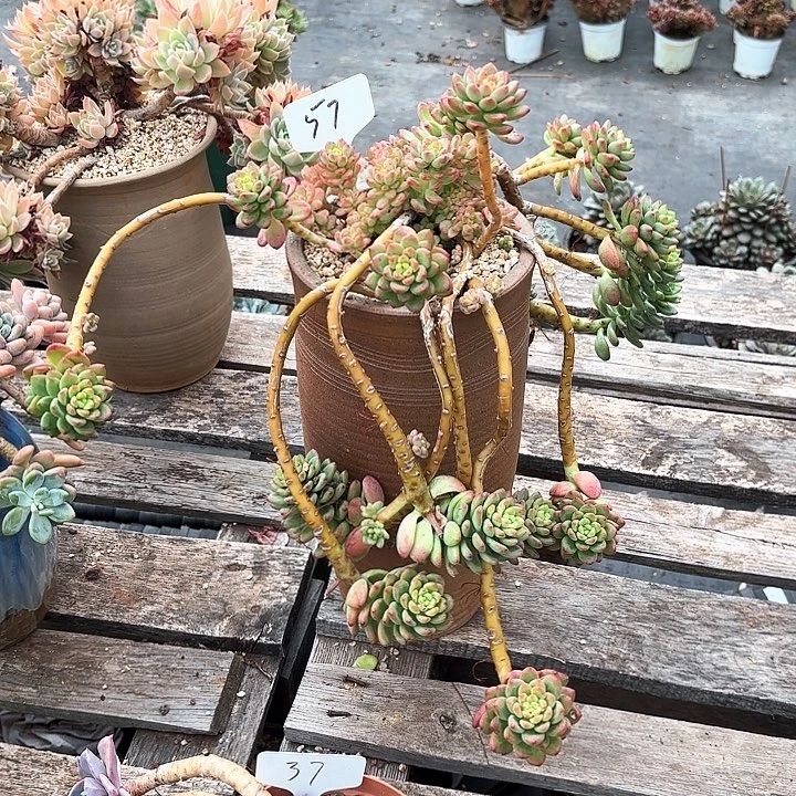 多肉植物，香格里拉57号