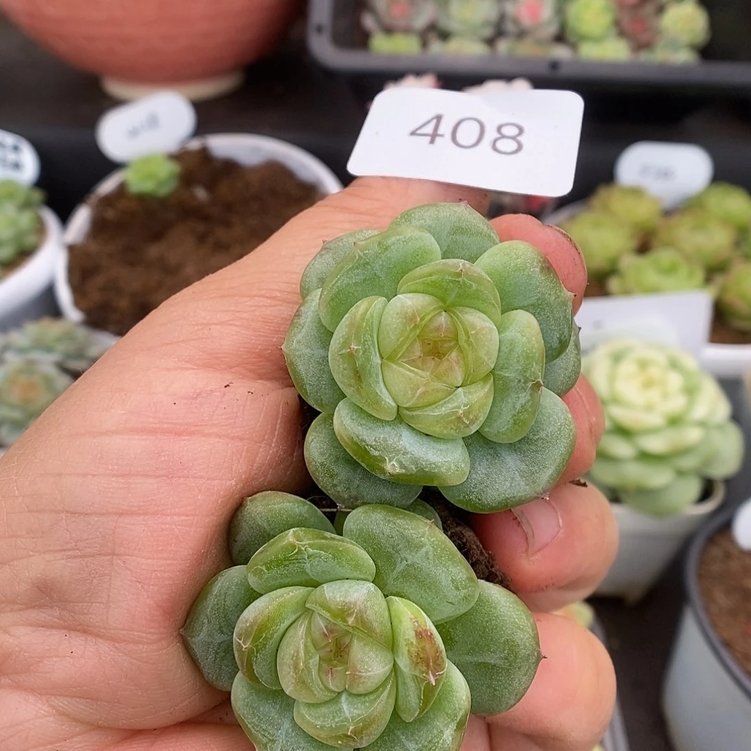 一物一拍一物一拍926-408