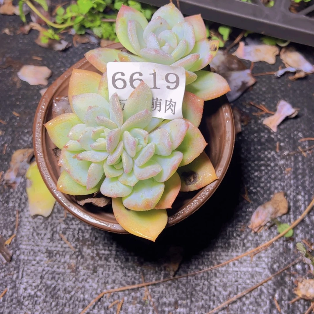 岁***3小凤城6619多肉植物