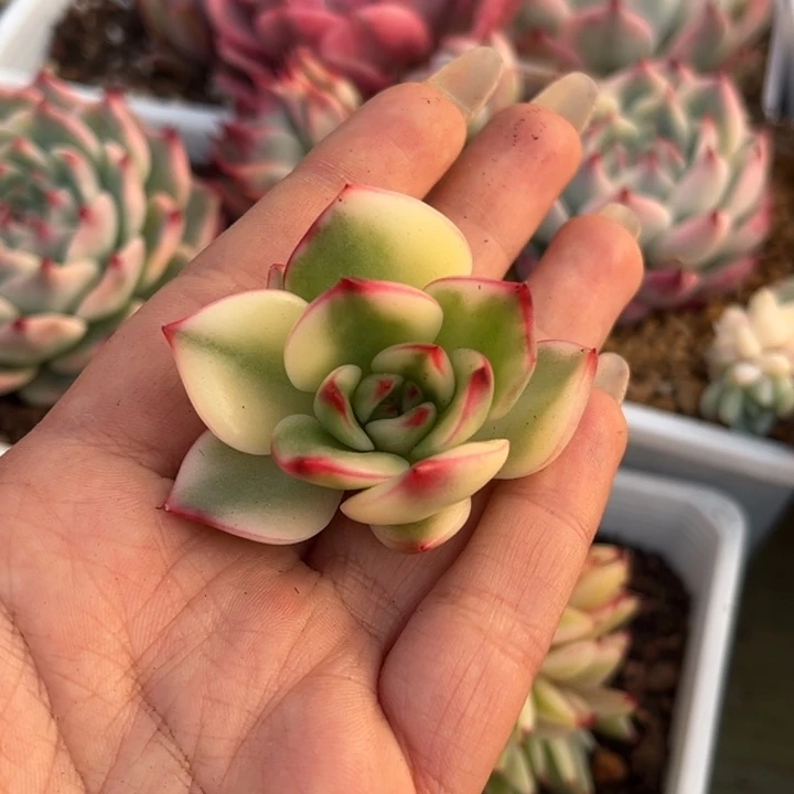 小*嘎阿诗娜锦十级福利