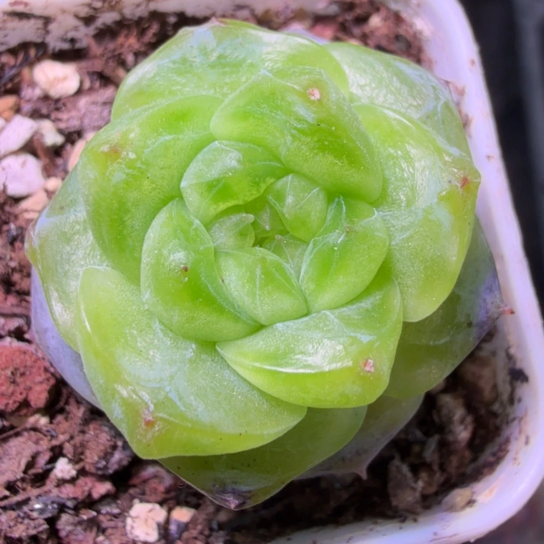 614甜心多肉植物单头特