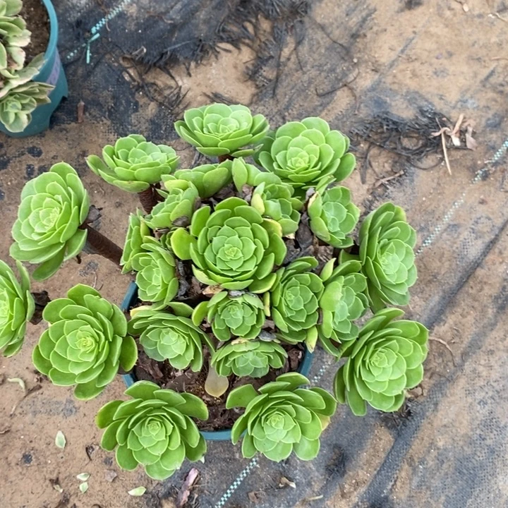 万圣夜43多肉植物法师