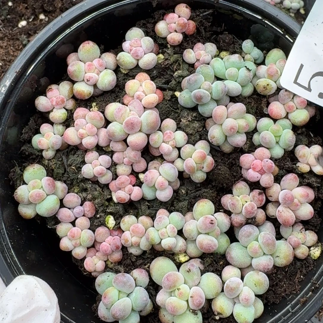 多肉植物多肉植物5