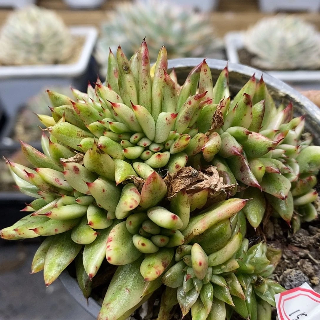 2215 细叶艾克魂锦缀