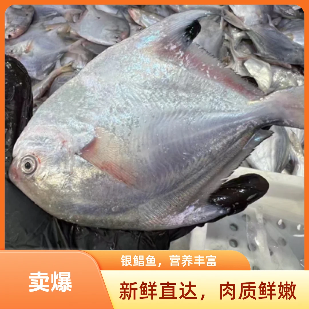吕四银鲳鱼 二三两规格99四斤