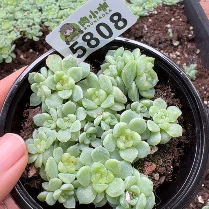多肉植物多肉植物