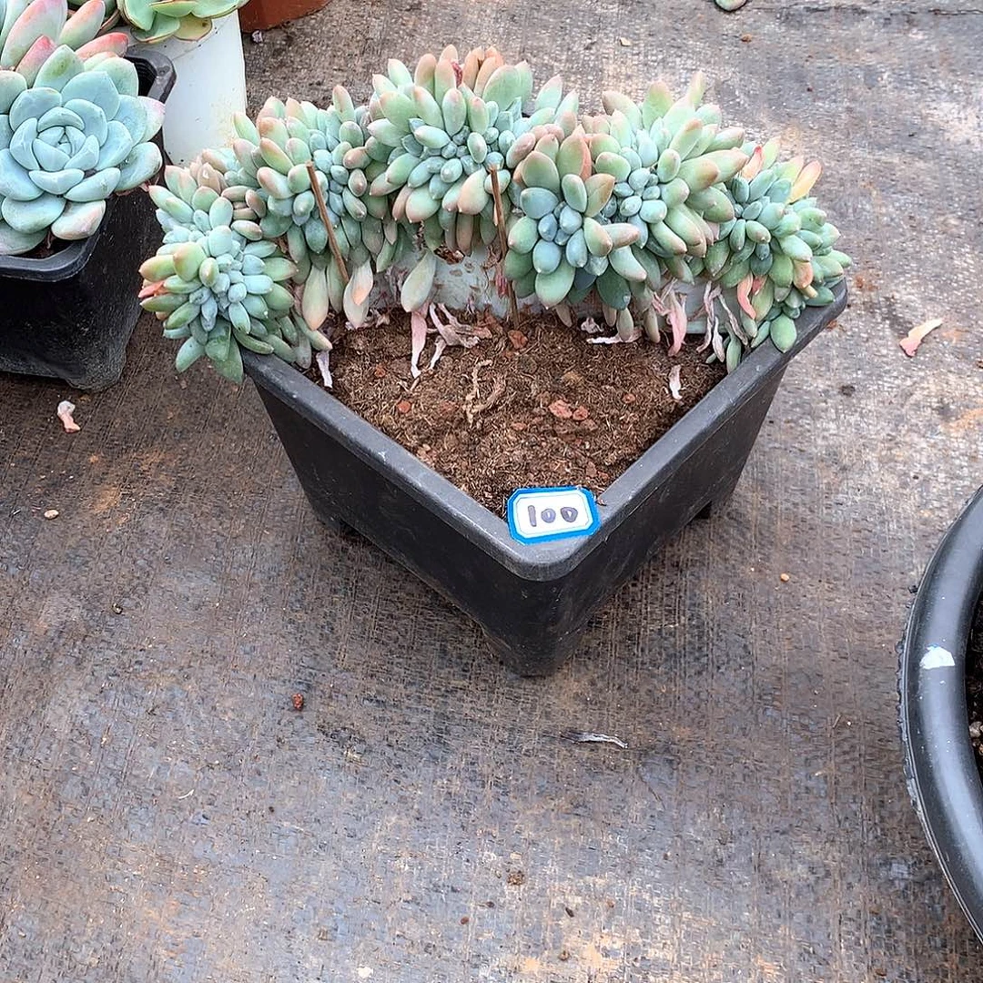 100奶糖缀化一物一拍多肉