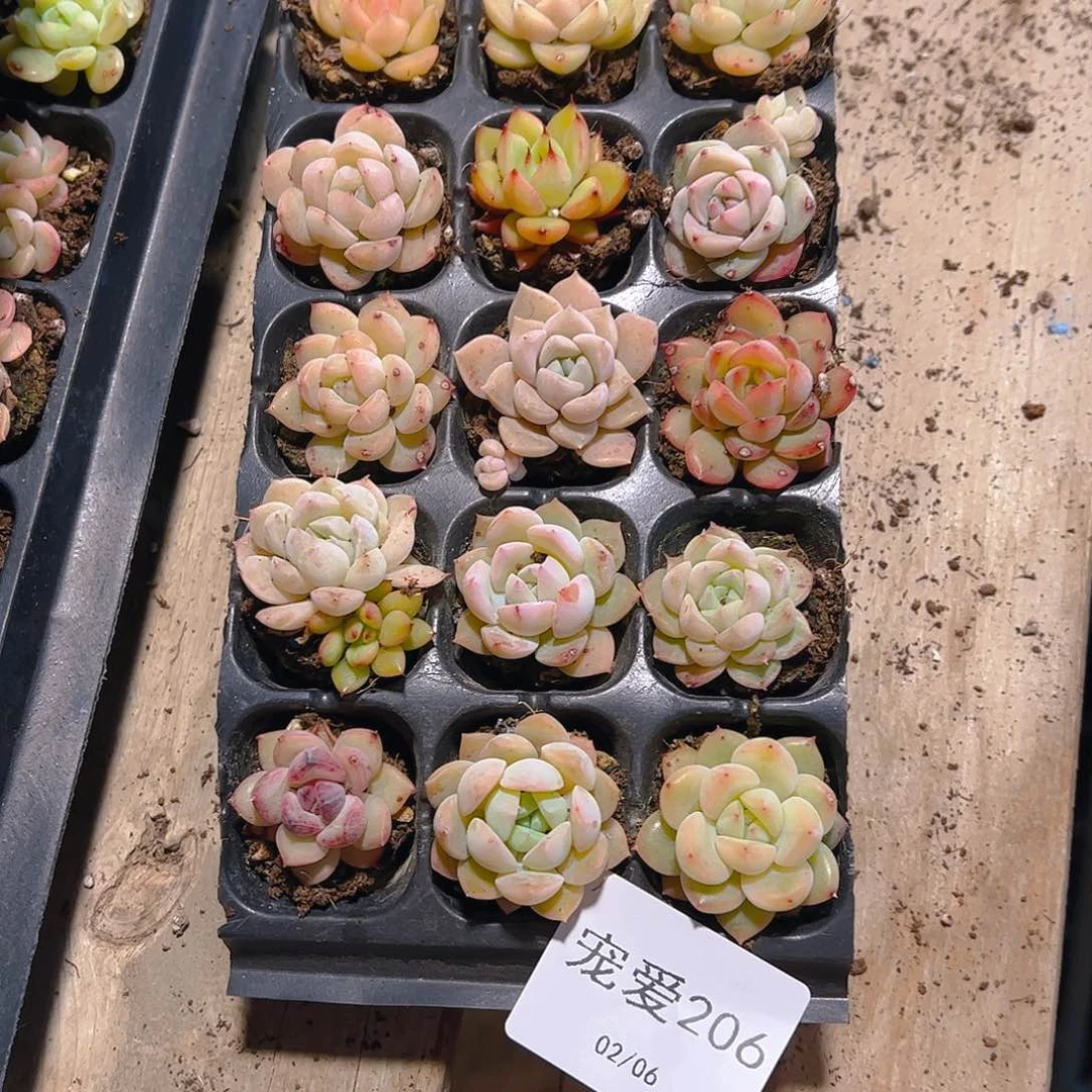 直播福利一物一拍206