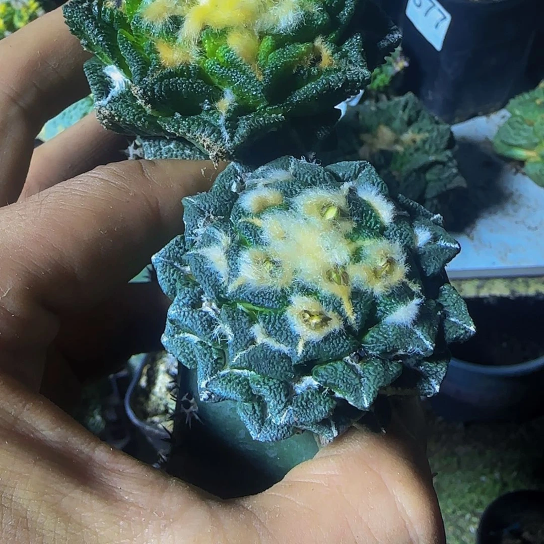 不***理两个牡丹469443仙人球开花