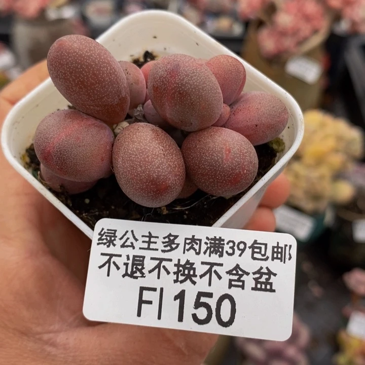 糖果美人4cm150多肉植物