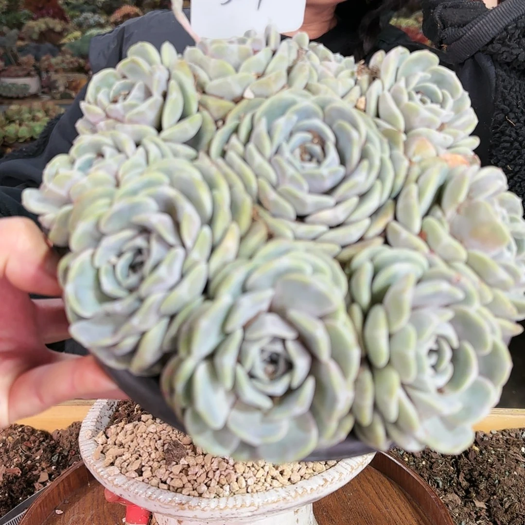 3001号汉堡，手捧85      盆