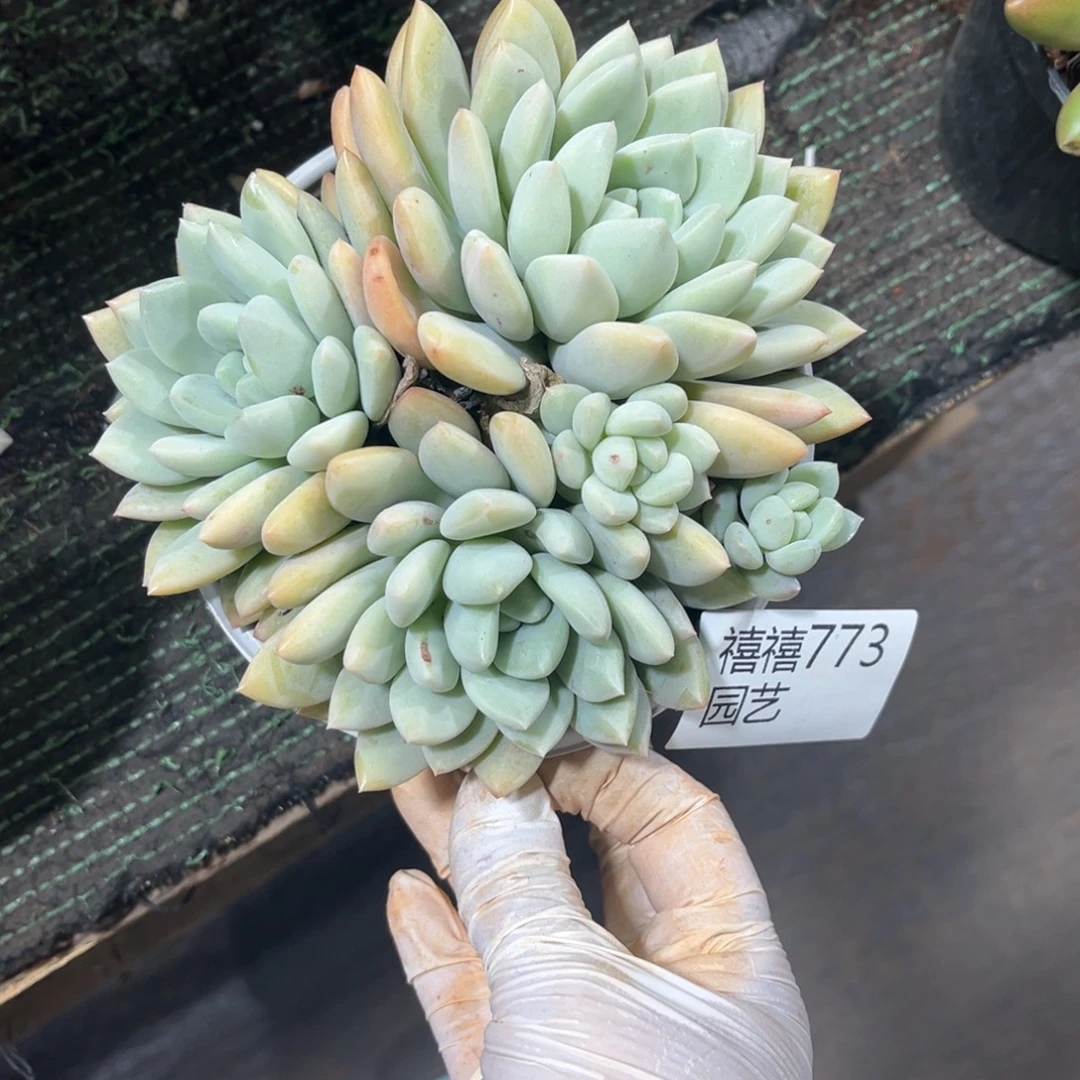 773不知名多肉植物#