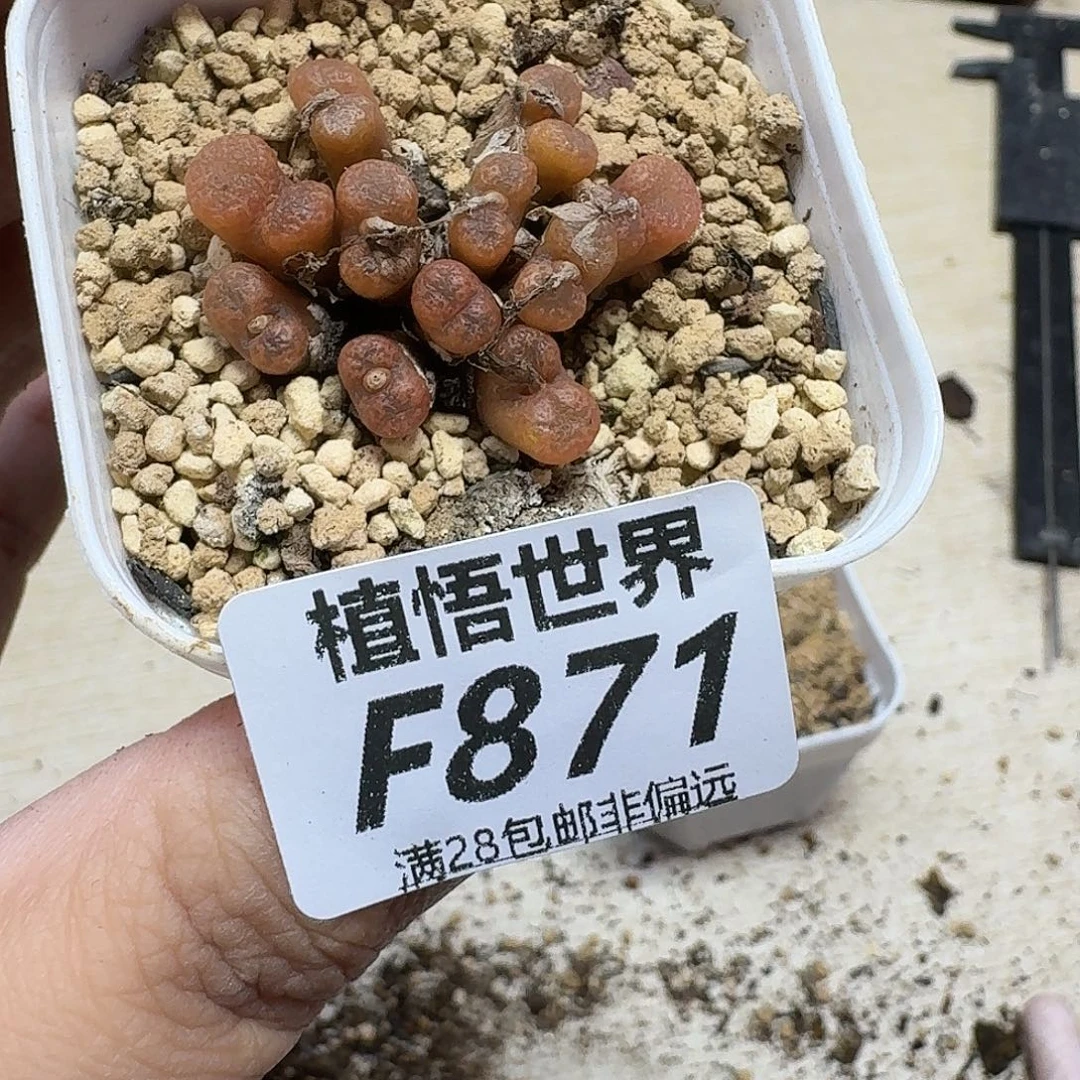 多肉植物发润泽ghnm