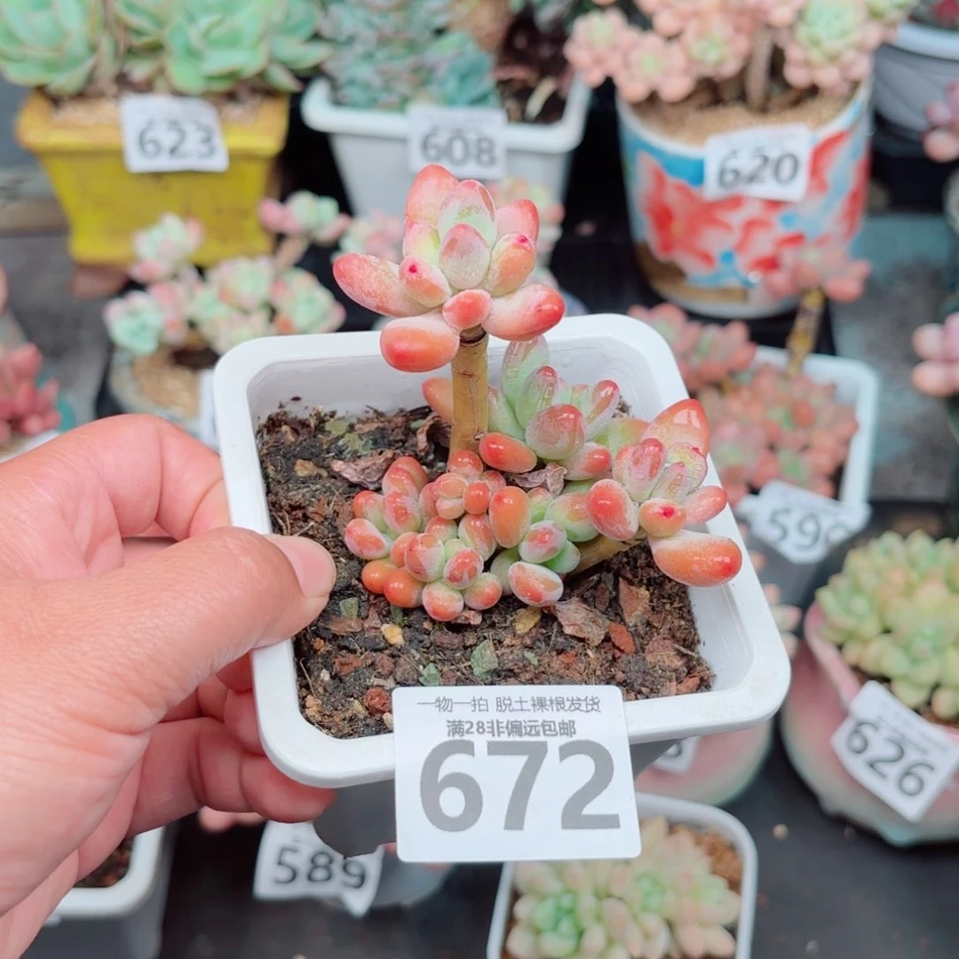 樱花奶整群多肉多