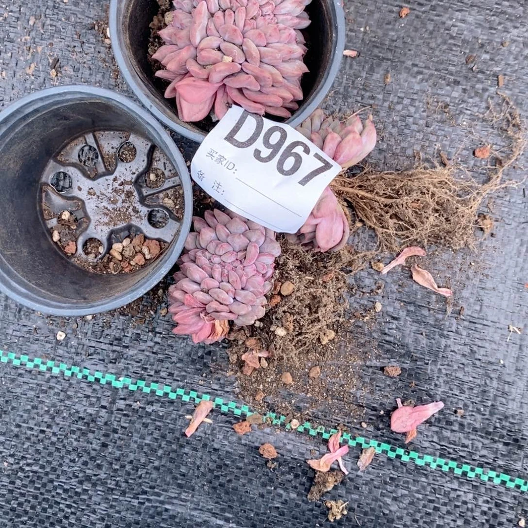 蓉***蓉967爱丽儿追呀呀呀呀