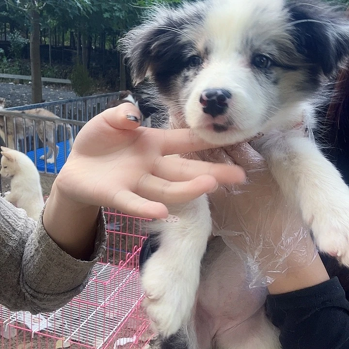 纯种双血统边牧处理价（包邮）