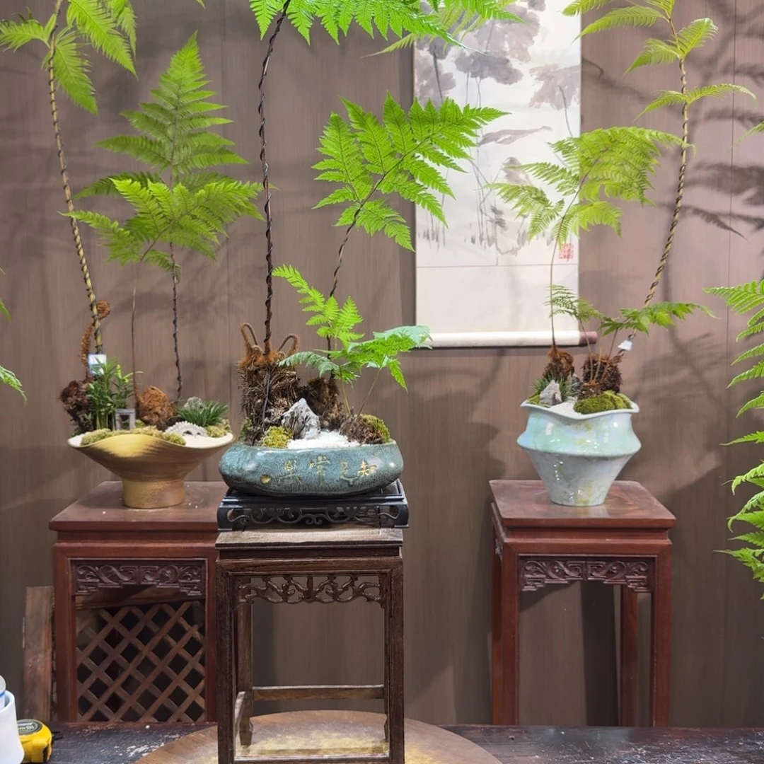 _***人无花朵蕨类植物一物一拍