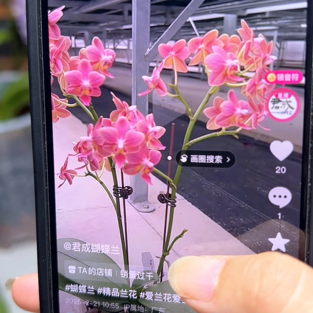 大部分开放少量花苞魅力3252