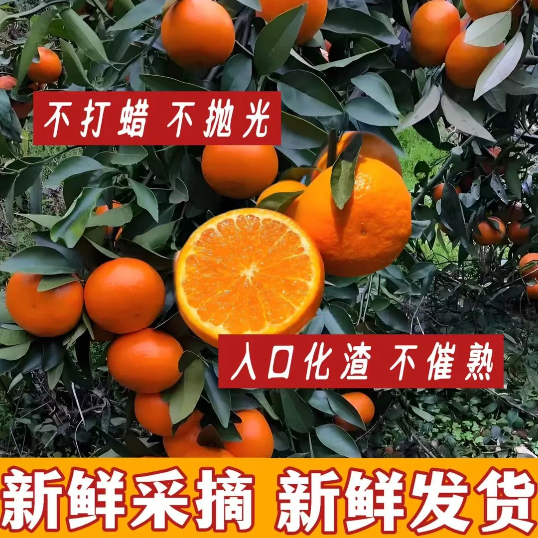正宗广西武鸣沃柑新鲜采摘应当季水果甜蜜多汁桔子橘子