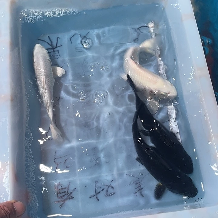 蝴蝶鲤鱼渔场直发08