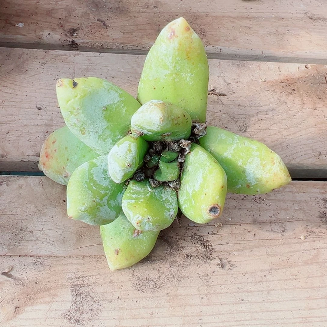 W***y9412拇指仙女杯多肉