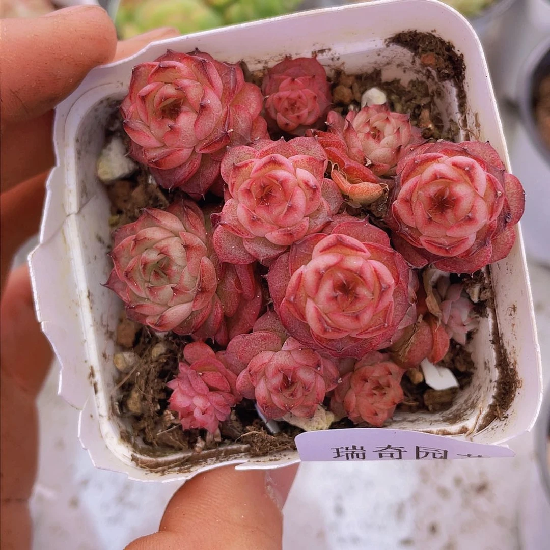 000000000000002量拍