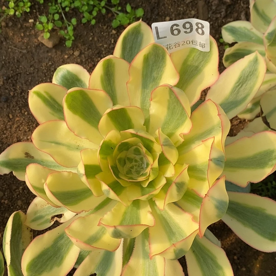 698燕姿锦多肉植物