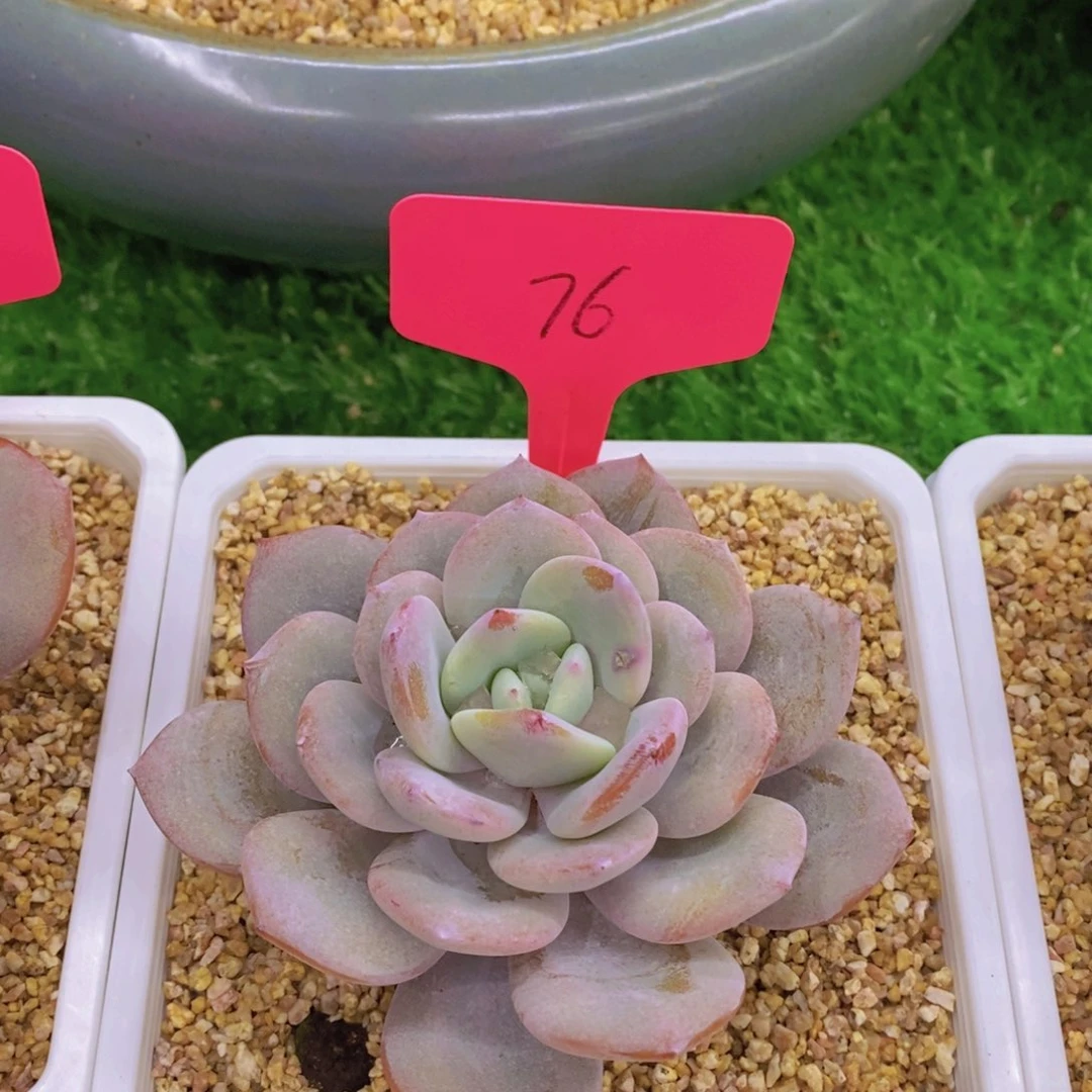 开心多肉植物多肉