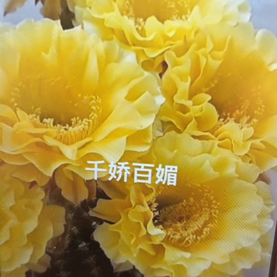 娇媚带根20包邮小小瑕