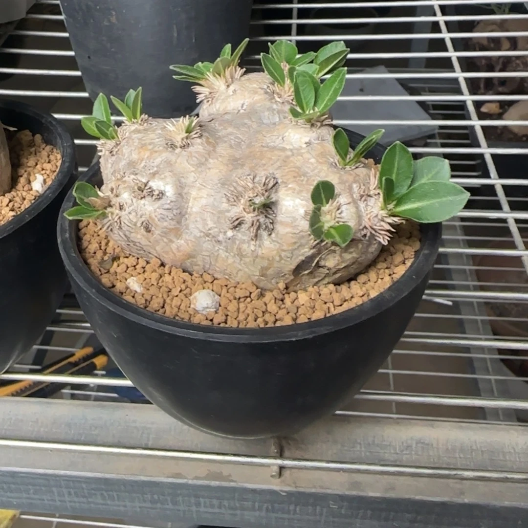 毛***团盆栽植物植物植物