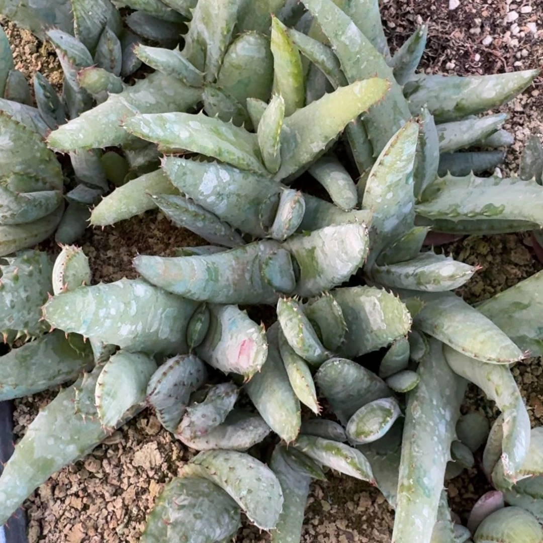 好望角芦荟量拍多肉植物