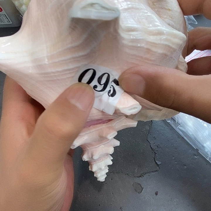 大果紫檀（缅甸花梨）095