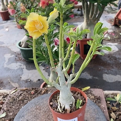 【闪购商品】无花朵惬*